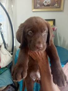 Rare Brown Labrador M1