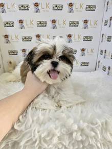 Clearance shih tzu