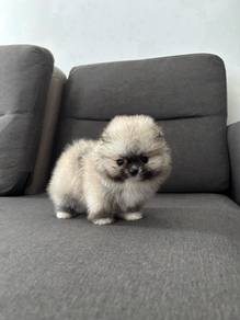 GWE_B12928 BEAR Tiny Pomeranian puppies dogs