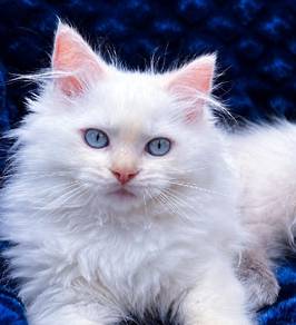 Rare Ragdoll Cream