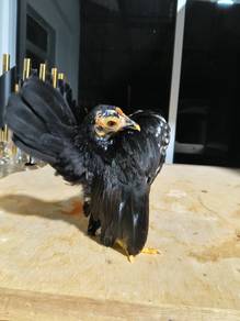 Ayam Serama 