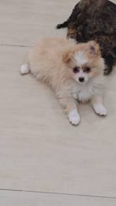 Pomeranian