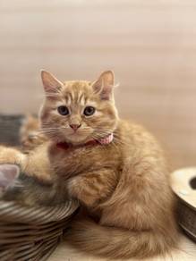 Persian Mainecoon Kitten for sale