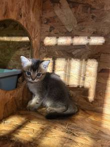 Baby British Short Hair