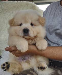 CHow Chow
