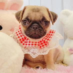 Pug