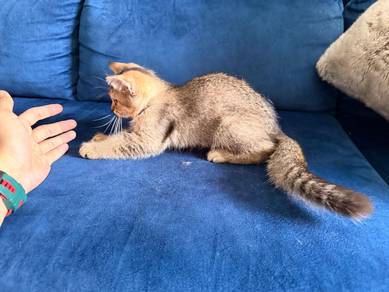 (IMO) Male Golden BSH mix British Long Hair Kitten
