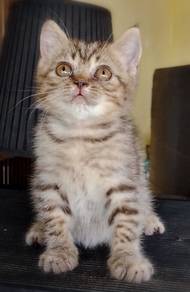 British Shorthair Kitten