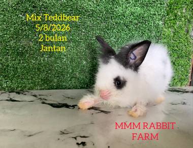 Mix Teddybear