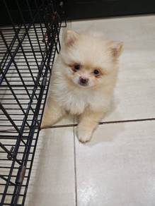 Pompoo