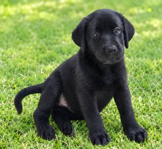Labrador 