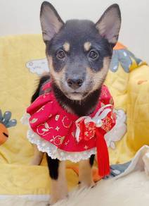 Shiba