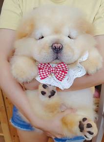 Chow Chow