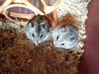 Winter white hamster