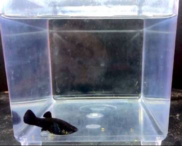 Full Black Molly (female)