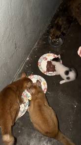 cat for adoption