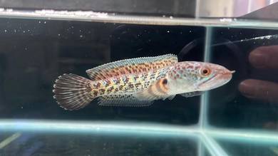 Channa fish Auranti Cobra 4.5 inch (ACS-8)
