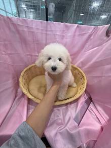 Poodle