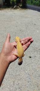 gecko