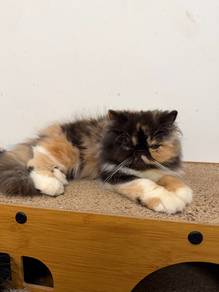 Persian Flat Face