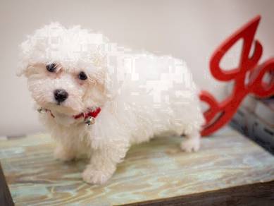 H22_012 Bichon Frise little pet 6 months old