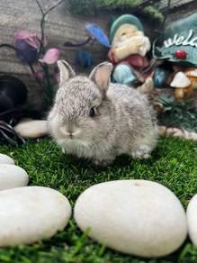 Netherlands Dwarf