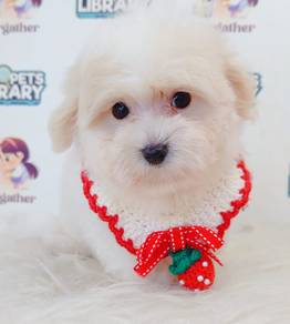 Maltipoo