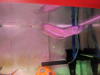 Silver Arowana unik (Badan Bengkok bentuk L)