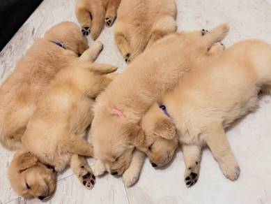 goldenretriever puppies available 