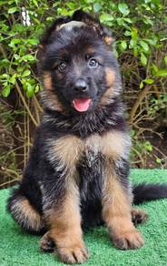 GERMAN SHEPHERD PUPPIES GSD54 Good structure