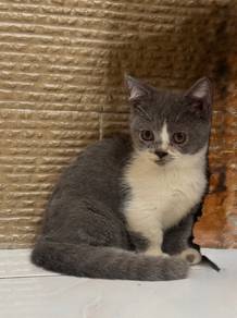 Ss Munchkin