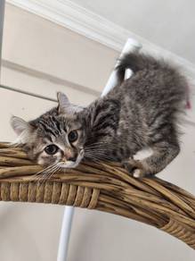 [Baby Hazel] American Curl Mix | Female