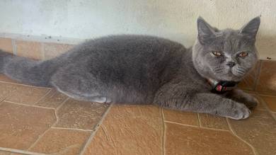 British Short Hair Kitten