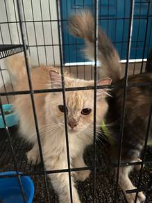 Kucing Baka Parsi