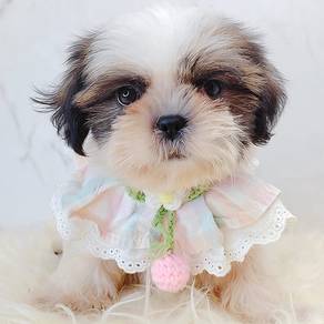 Shih Tzu