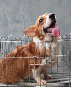 Corgi adoption puppy