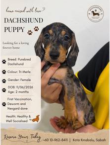 Dachshund purebred