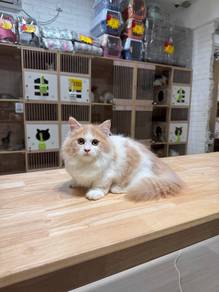 napoleon munchkin can send Singapore cat kitten