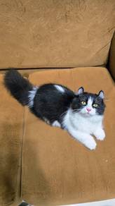 Munchkin Kinkalow Jantan