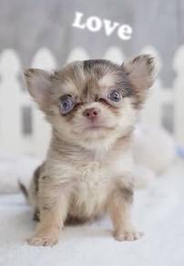 CHIHUAHUA PUPPIES VIP273🌷Head Apple Cute Dog