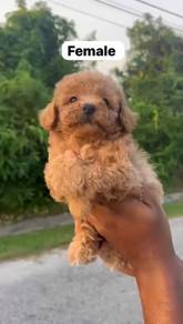 Tiny poodle puppy dark brown 10 months