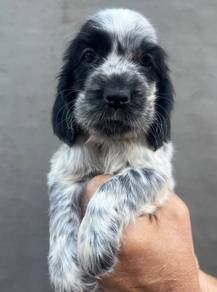 ENGLISH COCKER SPANIEL PUPPIES C86 🌻 Male