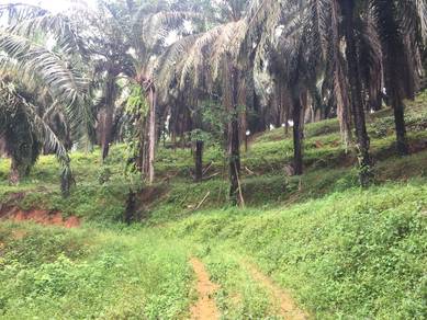 Agricultural Land in Kuala Pilah, NSN
