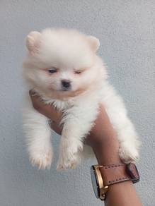 Pomeranian 