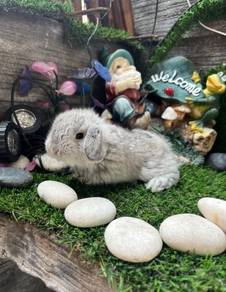 Holland lop