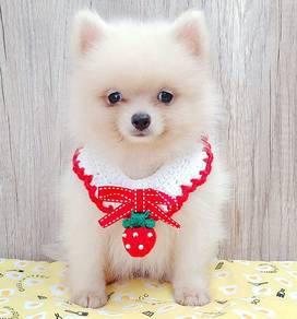 Pomeranian