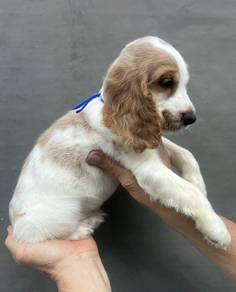 ENGLISH COCKER SPANIEL PUPPIES C53🌻 Male-Female