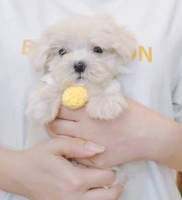Maltese