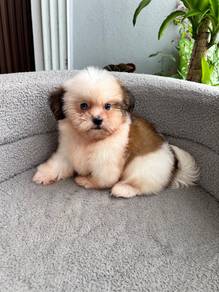 shihtzu puppy