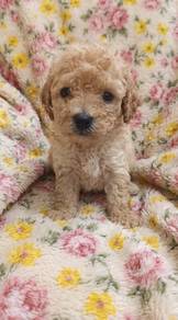 Toy Poodle Puppy
